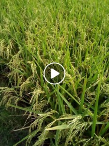 rijst-video-1