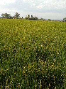 rice-farm-16